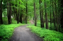 Path in the summer forest 