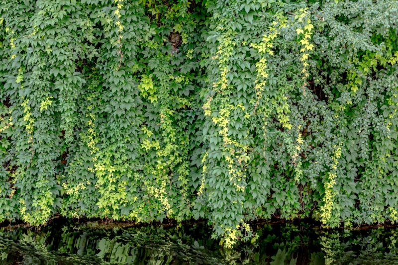 A wall of wild willow branches and grapes 